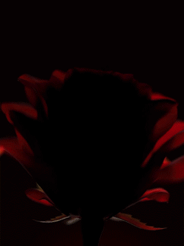 Zestaw limitowanej edycji kosmetyków SHEGLAM Ember Rose collection